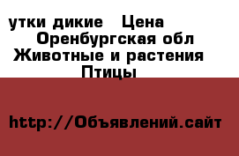 утки дикие › Цена ­ 1 500 - Оренбургская обл. Животные и растения » Птицы   